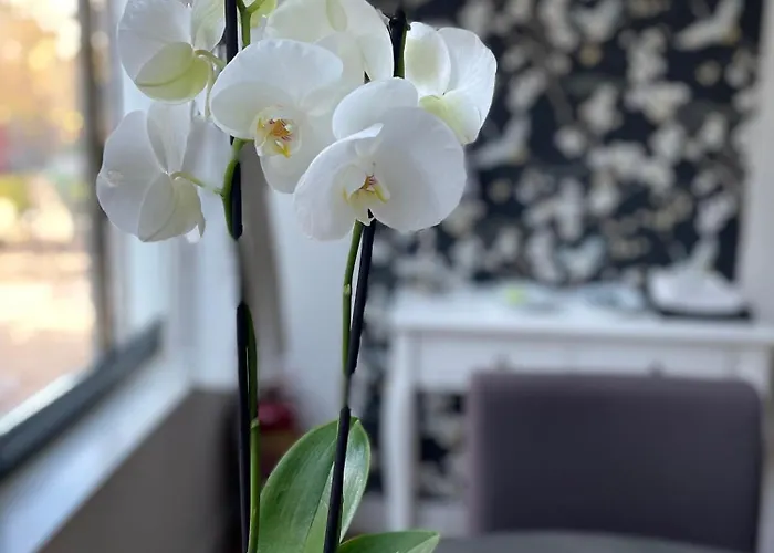 Amsterdam Guest Houses